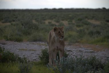 Vahşi bir kadın kumların üzerinde duruyor.