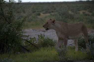 Kenya savanındaki aslan
