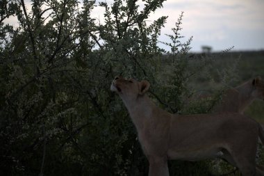 lion cubs playing in the savannah in africa