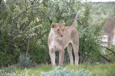 Savanadaki vahşi aslan