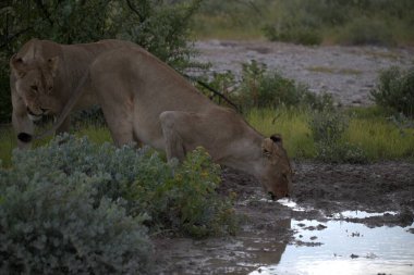 Suda bir grup aslan var.