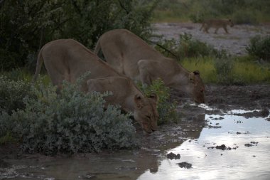 Kenya savanındaki aslanlar