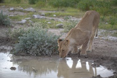 Suyun içindeki beyaz bir ayının yakın plan çekimi.