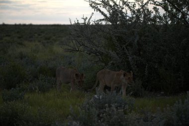 Savanadaki bir grup aslan.