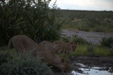 Etoşa Ulusal Parkı, Namibya 'daki aslanlar