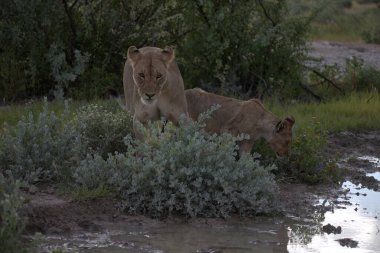 Savanadaki aslan ve aslan