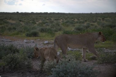 Çölde bir çift vahşi aslan.