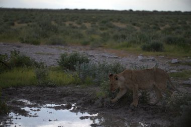 Sudaki genç bir aslanın güzel bir görüntüsü.
