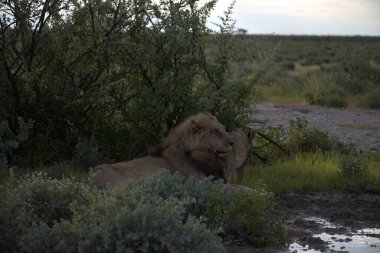 Etoşa 'da bir aslan