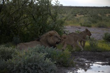 Namibya bozkırında bir aslan