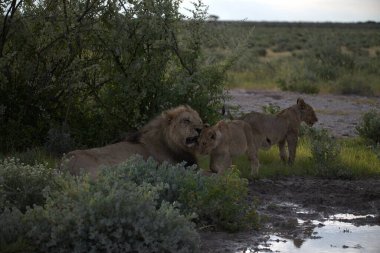 Savanadaki bir grup aslan.