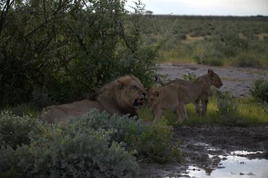 Namibya bozkırında genç bir erkek ve dişi aslanın güzel bir fotoğrafı.