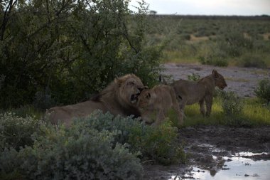 Vahşi aslan Kenya 'nın savanasında vahşi aslan