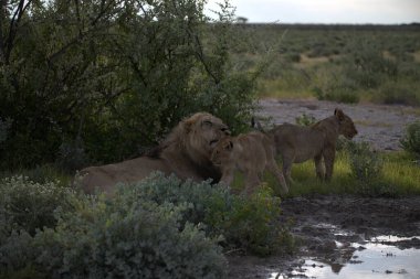 Afrika savanındaki vahşi Afrika aslanları.