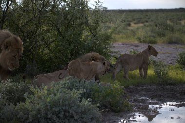 Kenya bozkırında bir grup vahşi aslan.