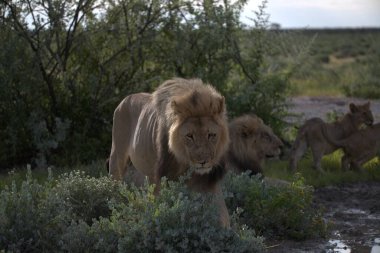 Aslan vahşi doğada yürüyor