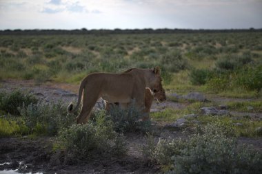 Çölde yürüyen bir aslanın güzel bir görüntüsü.