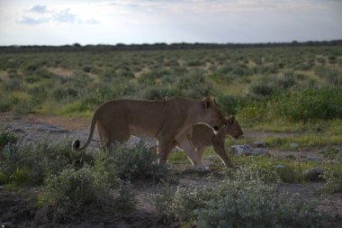 Vahşi hayvanlar, Afrika bozkırları