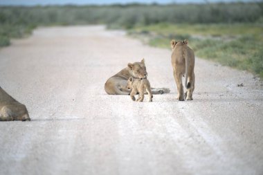 Savanadaki bir grup aslan.