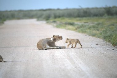 Afrika savanındaki aslanlar