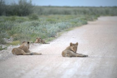 Aslan ailesi yolda dinleniyor, etosha Milli Parkı, Namibya, Afrika