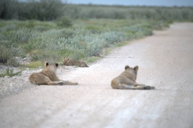 Aslan yavrusu kuru çimenlerde dinleniyor.