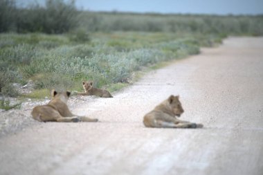 Çöldeki genç bir aslanın güzel bir fotoğrafı.