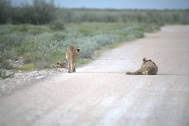 Aslan ailesi çölde yürüyor..