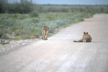 Kenya savanındaki aslanlar
