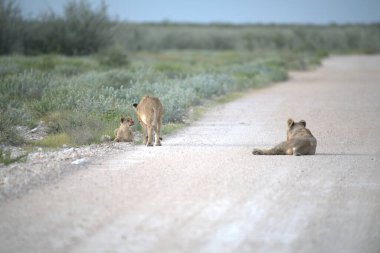 Namibya 'da vahşi bir aslan