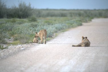 Etoşa Ulusal Parkı 'ndaki vahşi aslanlar, namibya