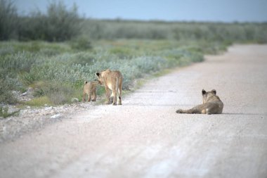 Çöldeki sevimli vahşi bir aslanın güzel bir fotoğrafı.