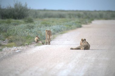 Hayvanat bahçesinde bir grup aslan.