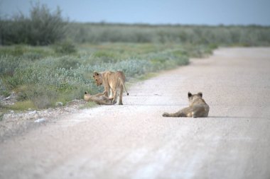 Çölde bir çift vahşi kedi
