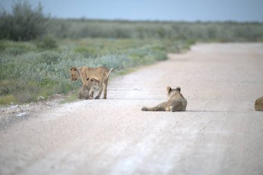 Hayvanat bahçesindeki aslan