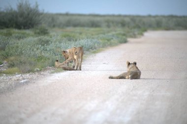 Gündüz vakti çölde şirin bir aslanın yakın plan fotoğrafı.