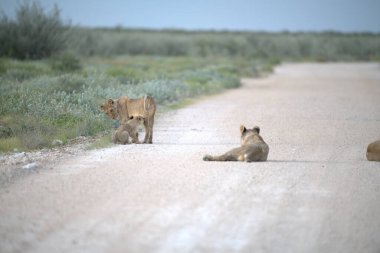 Çölde bir grup aslan.