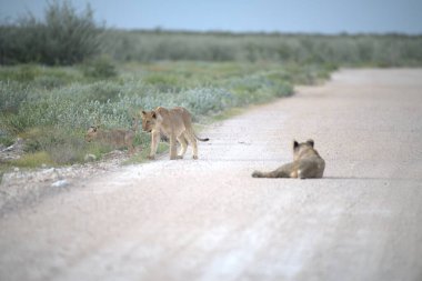 Bulanık bir geçmişi olan genç bir kedinin güzel bir görüntüsü.