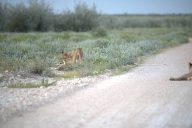 Çöldeki vahşi kediler