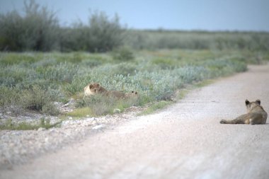 Afrika savanındaki vahşi aslanlar