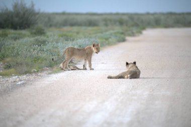 Aslan yavrusu çöl yolunda yürüyor