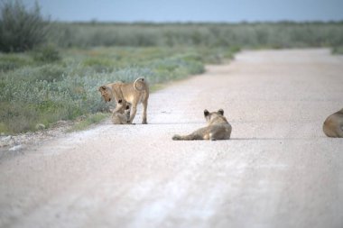 Çölde yolda yürüyen aslanlar