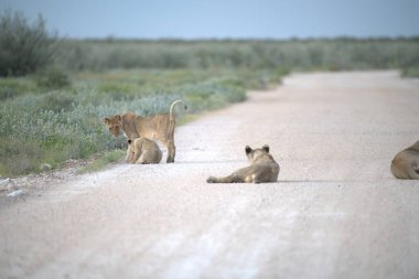 Savanadaki bir grup aslan.