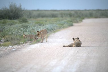 Yoldaki bir Afrika aslanının güzel bir fotoğrafı.