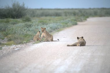 Afrika savanındaki bir grup aslan yavrusu.