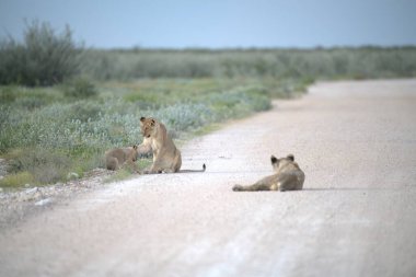 Kenya savanındaki aslan aslanları