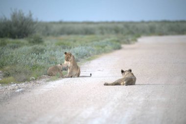 Vahşi aslan ailesi.