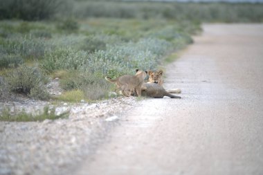 Etoşa Ulusal Parkı Namibya, Afrika 'da aslan aslanları