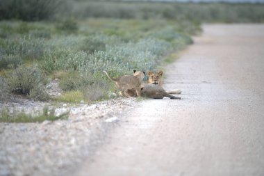 Vahşi aslan savanada yürüyor.