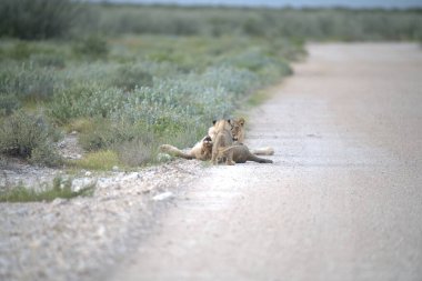 Yerde yatan aslan yavrusu